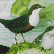 White-throated Dipper
